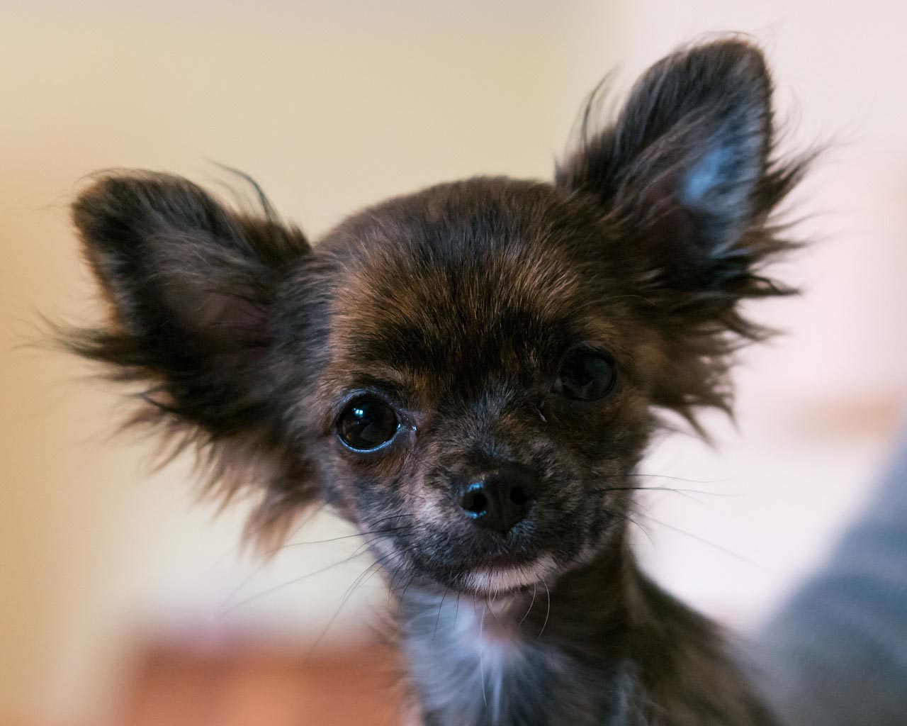 Chihuahua 1 