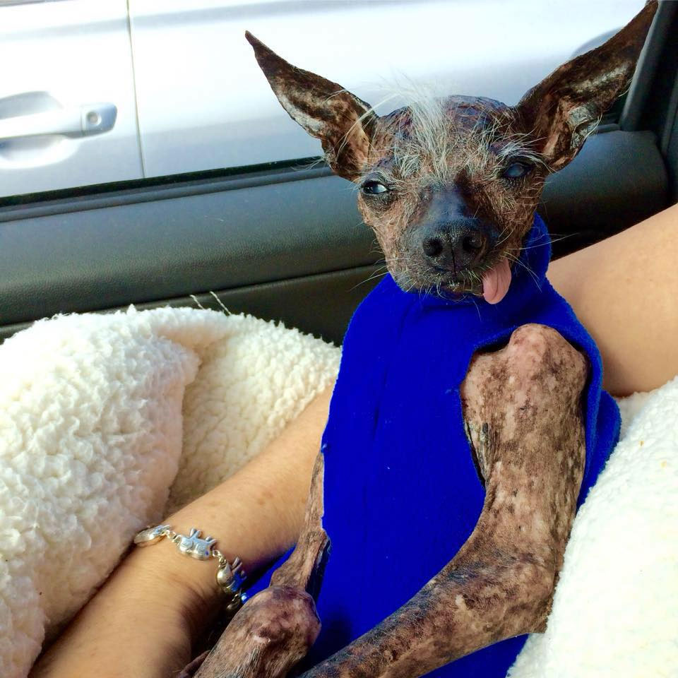 Tobie s Small Dog Rescue